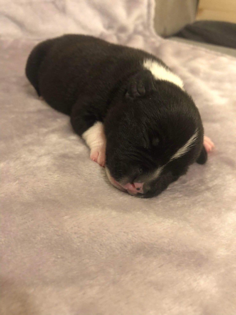 Des Guerriers Marseillais - Staffordshire Bull Terrier - Portée née le 14/04/2022